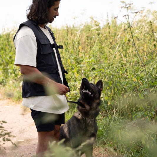 socialising your dog