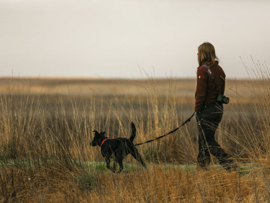 Dog Training: Tips for Engaging Your Dog on Dog Walks